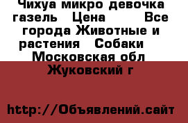 Чихуа микро девочка газель › Цена ­ 65 - Все города Животные и растения » Собаки   . Московская обл.,Жуковский г.